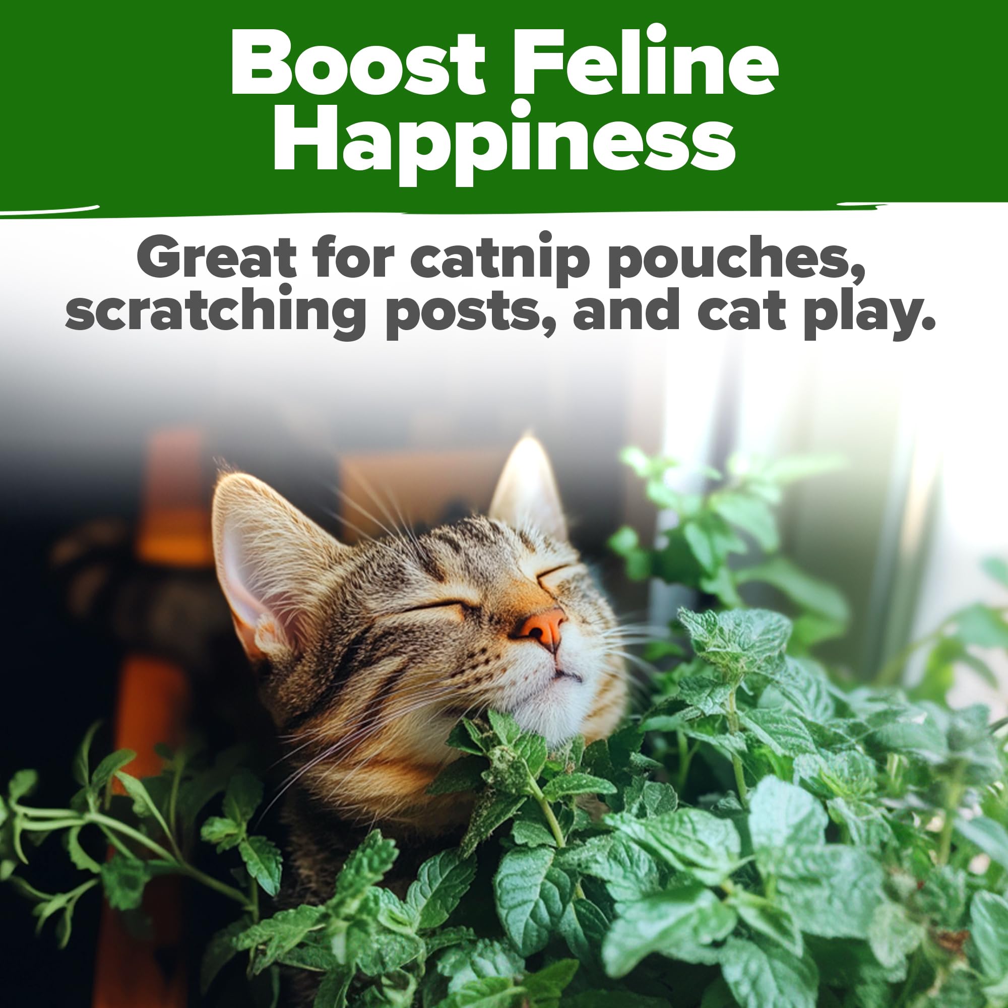 HOME GROWN catnip seeds provide safe, pet-friendly herbs for curious cats.