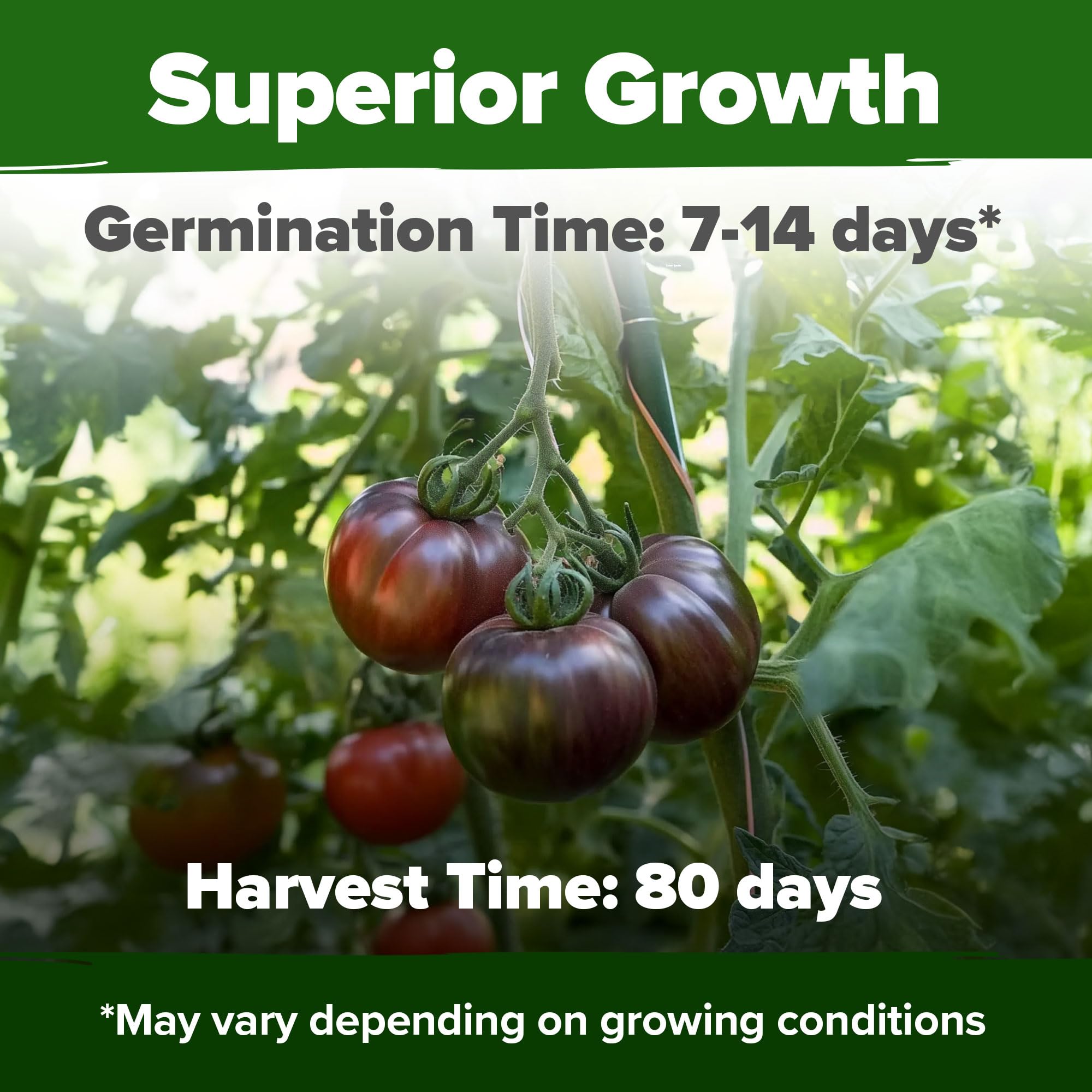 HOME GROWN Cherokee Purple tomato seeds illustrate indeterminate beefsteak potential for slicing tomatoes.