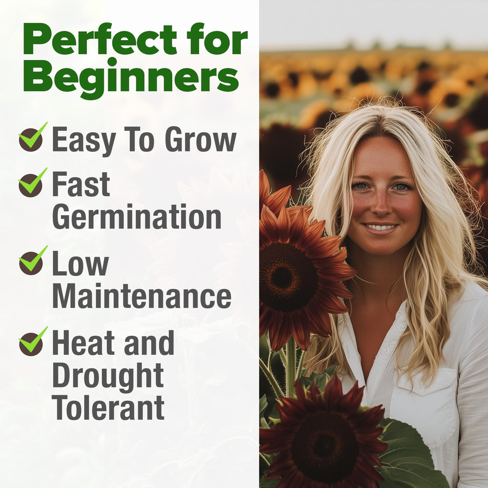 HOME GROWN flowers showcase multi-branched stems ideal for bold garden displays