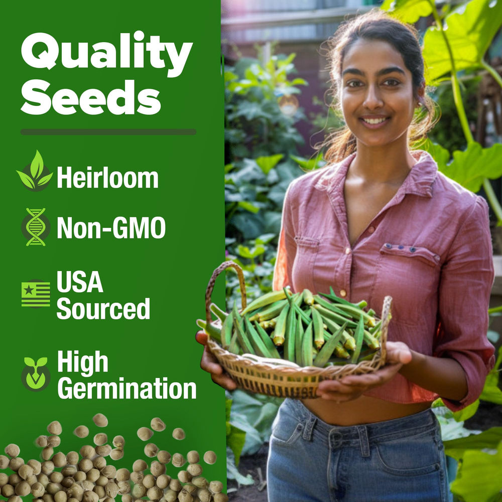 HOME GROWN okra pods appearing on plants ideal for fresh salads