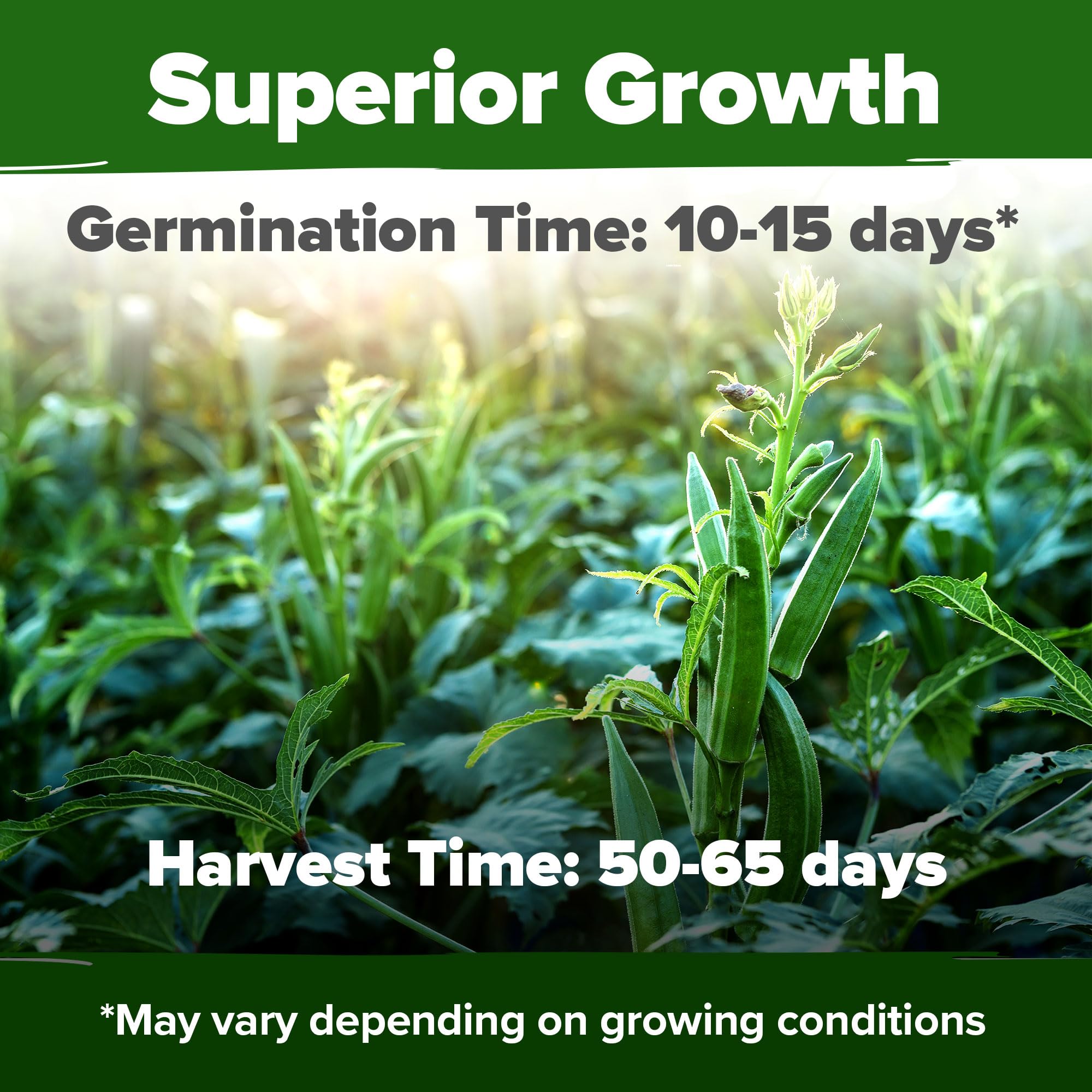 HOME GROWN okra seedlings emerging signal easy, reliable garden growth