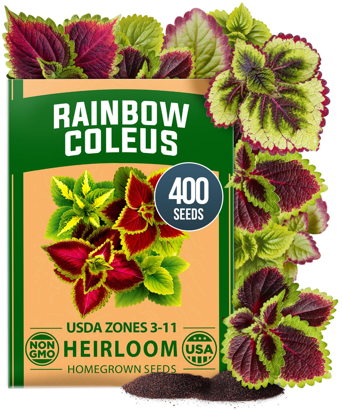 HOME GROWN Coleus Rainbow leaves show vibrant rainbow foliage for containers.