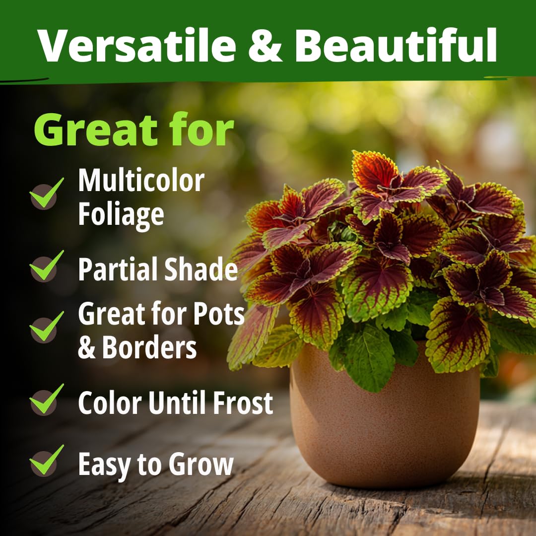HOME GROWN Coleus Rainbow decorates patios with year-round color in partial shade.