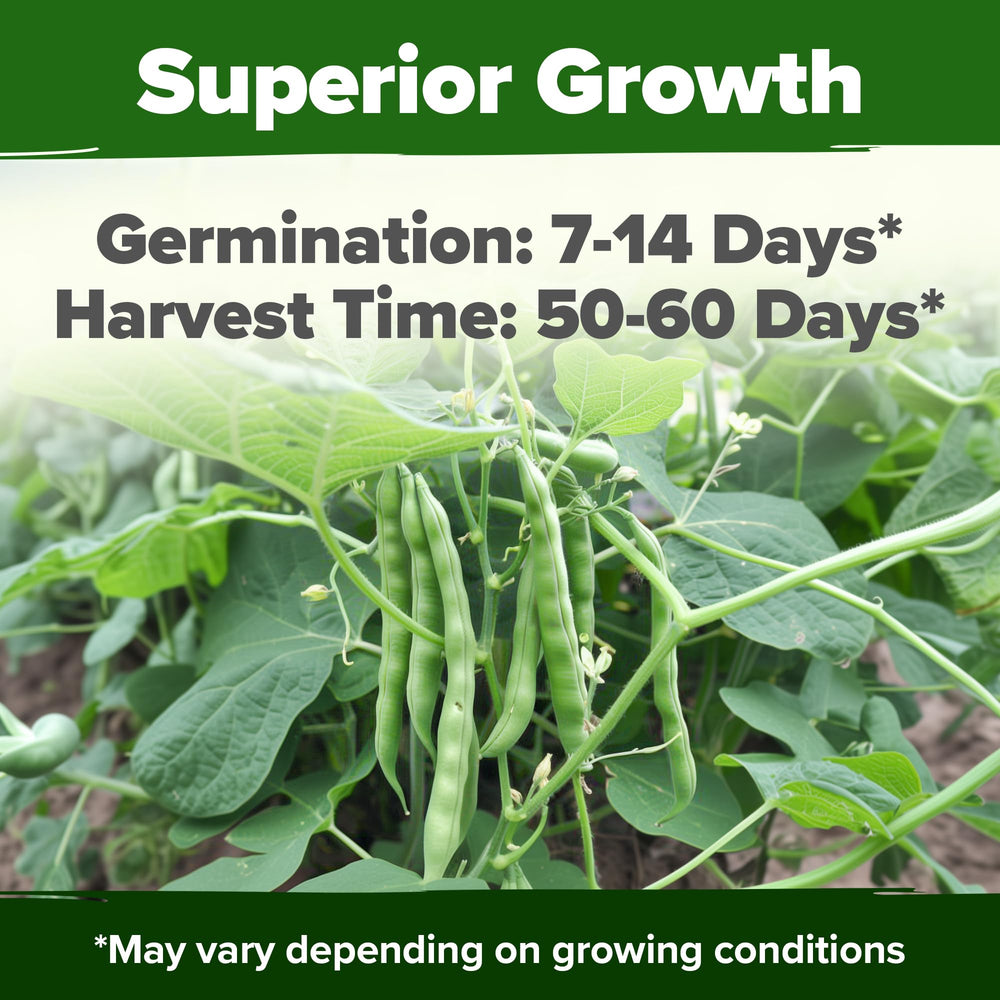 HOME GROWN Contender seeds pack back, growing guide for high-yield harvest