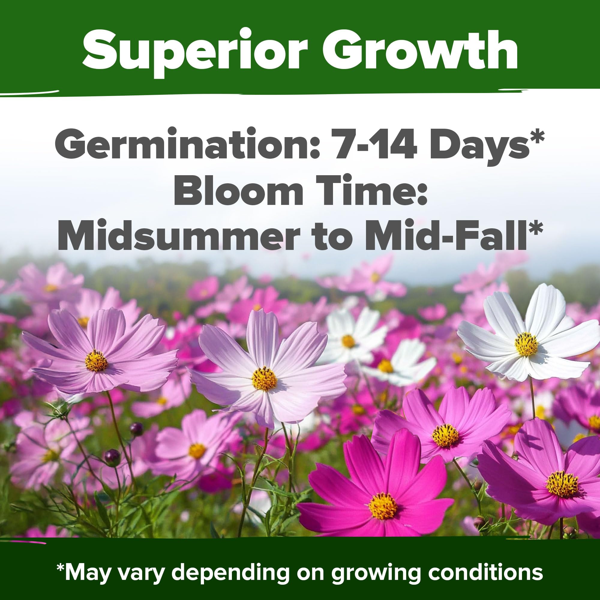 HOME GROWN Cosmos Sensation Mix seeds promise easy germination and sowing