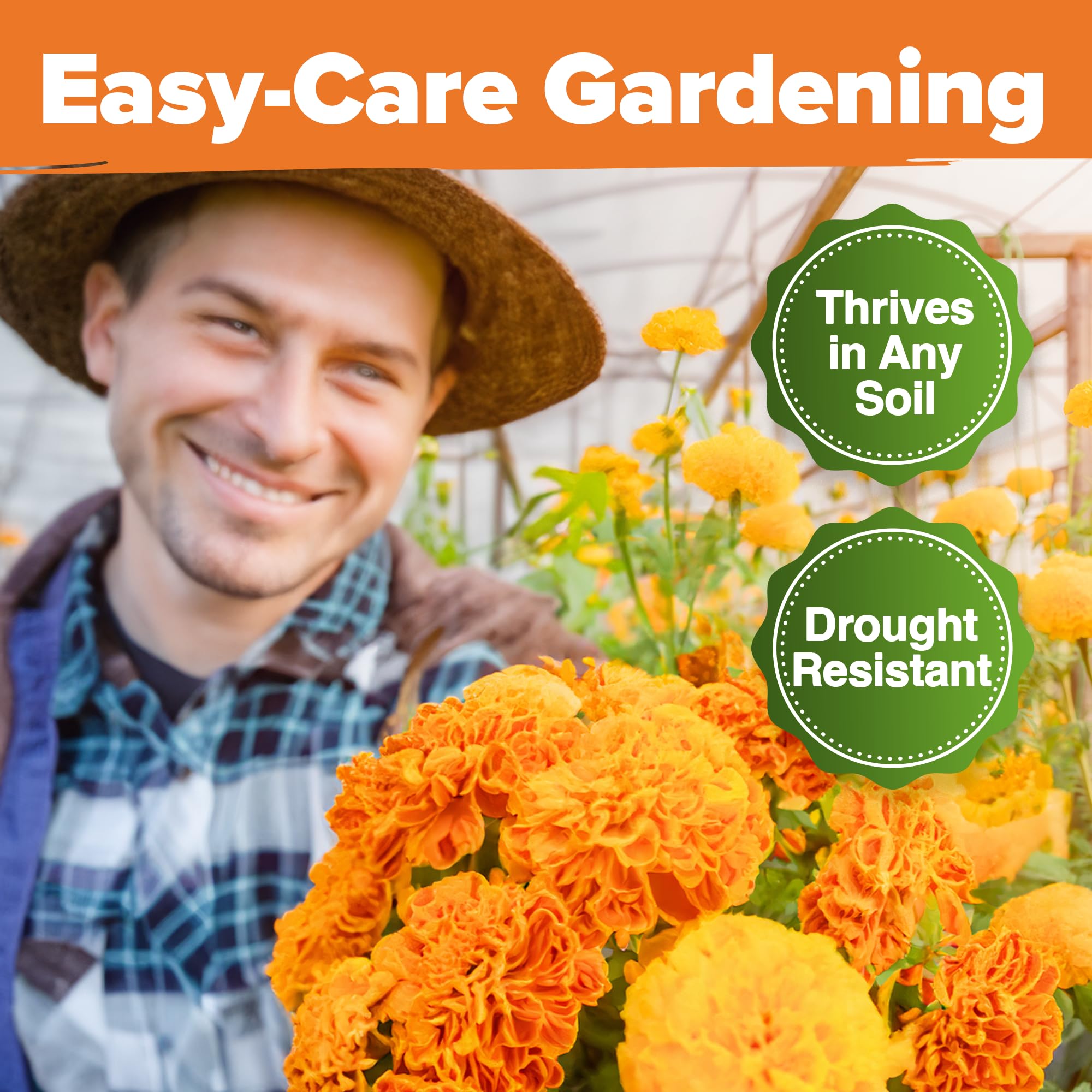 HOME GROWN Crackerjack marigold seeds offer an annual heirloom look for quick color.