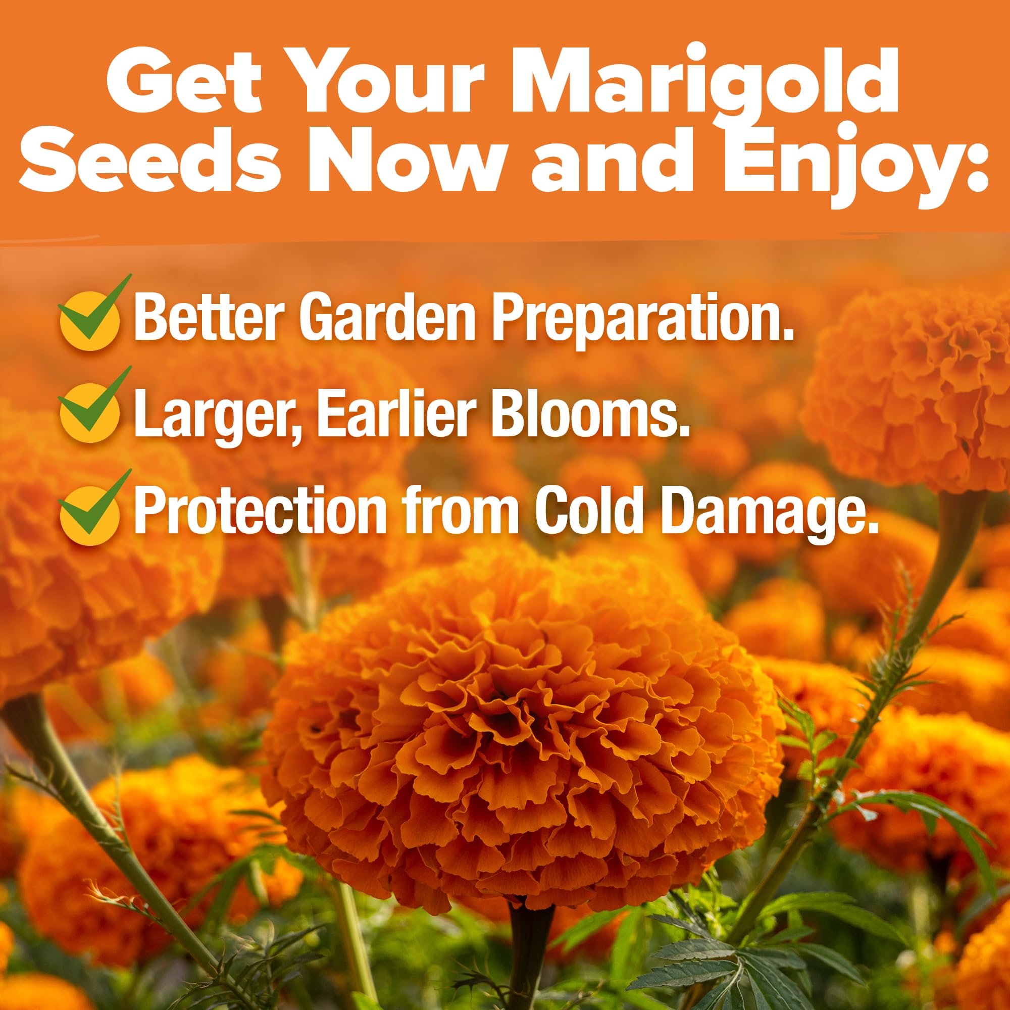 HOME GROWN Crackerjack marigolds invite pollinators to a lively flower border.
