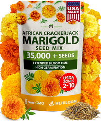 HOME GROWN Crackerjack marigold seeds bulk pack ready for outdoor planting and vibrant blooms.