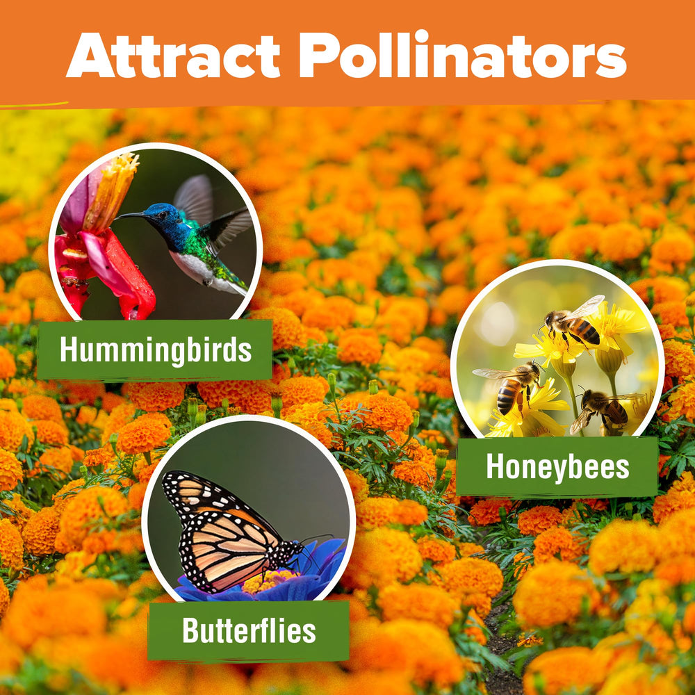 HOME GROWN Crackerjack marigold flowers in full bloom attract pollinators.