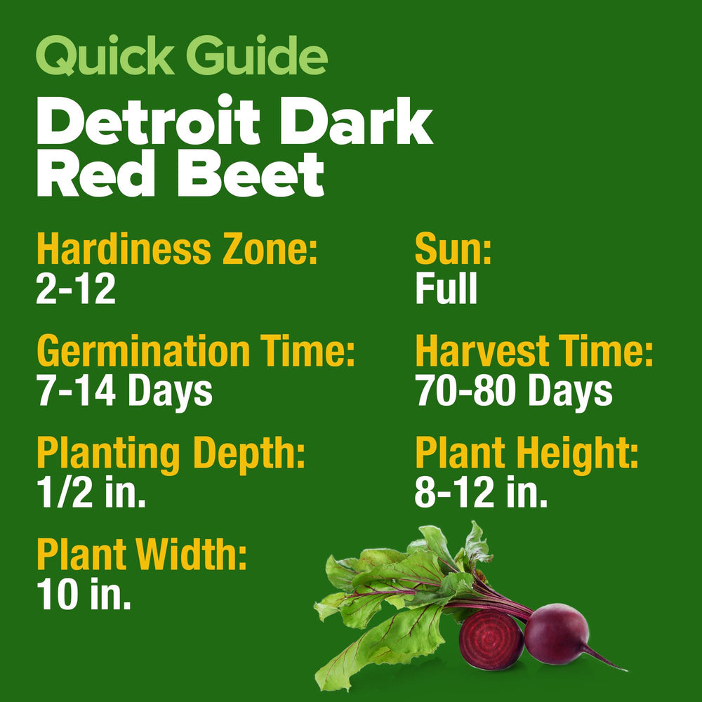 HOME GROWN Detroit Dark Red Beet Seeds high germination supports reliable harvests.