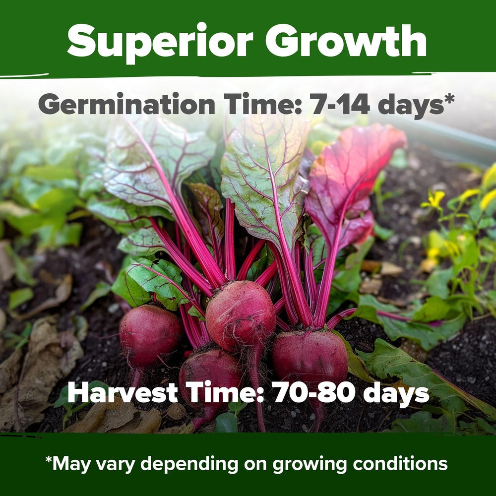 HOME GROWN Detroit Dark Red Beet Seeds deep burgundy interior for vibrant plates.