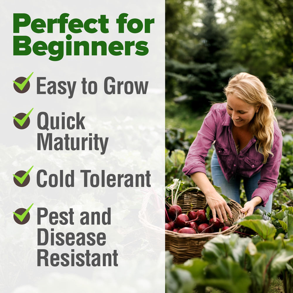 HOME GROWN Detroit Dark Red Beet Seeds tender tops add greens to dishes.