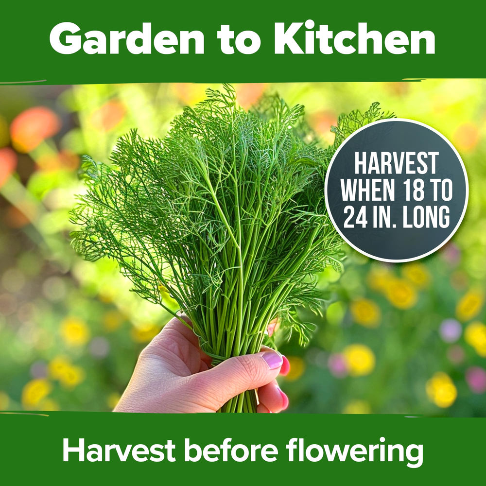 HOME GROWN dill acts as a host plant for butterflies