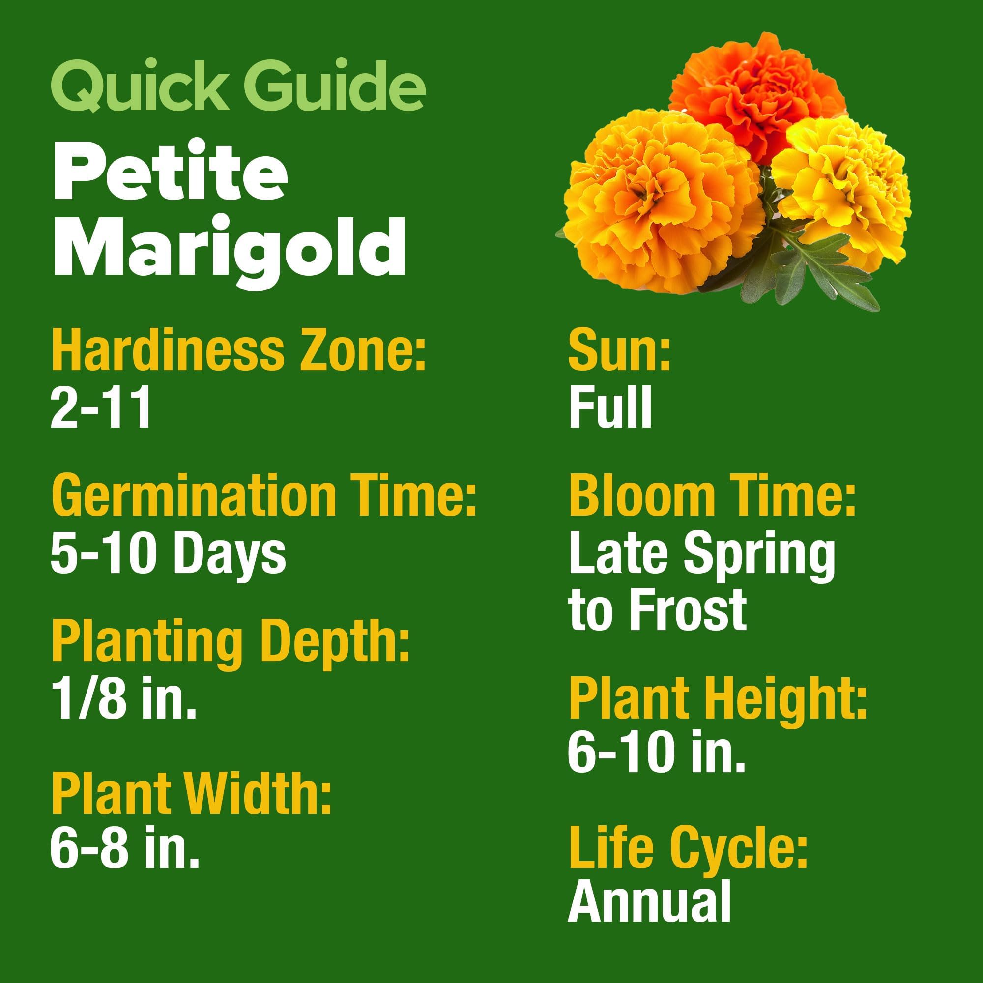 HOME GROWN drought-tolerant marigolds require minimal watering after establishment.