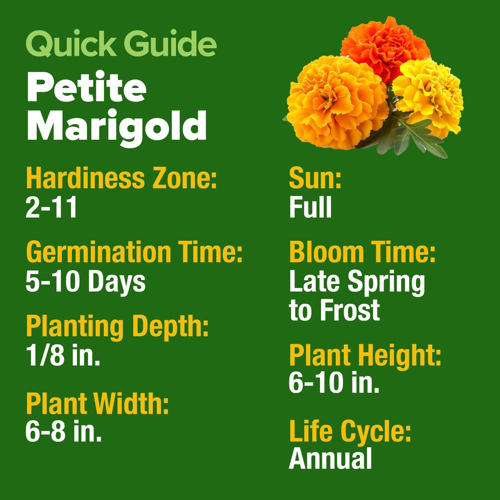 HOME GROWN drought-tolerant marigolds require minimal watering after establishment.