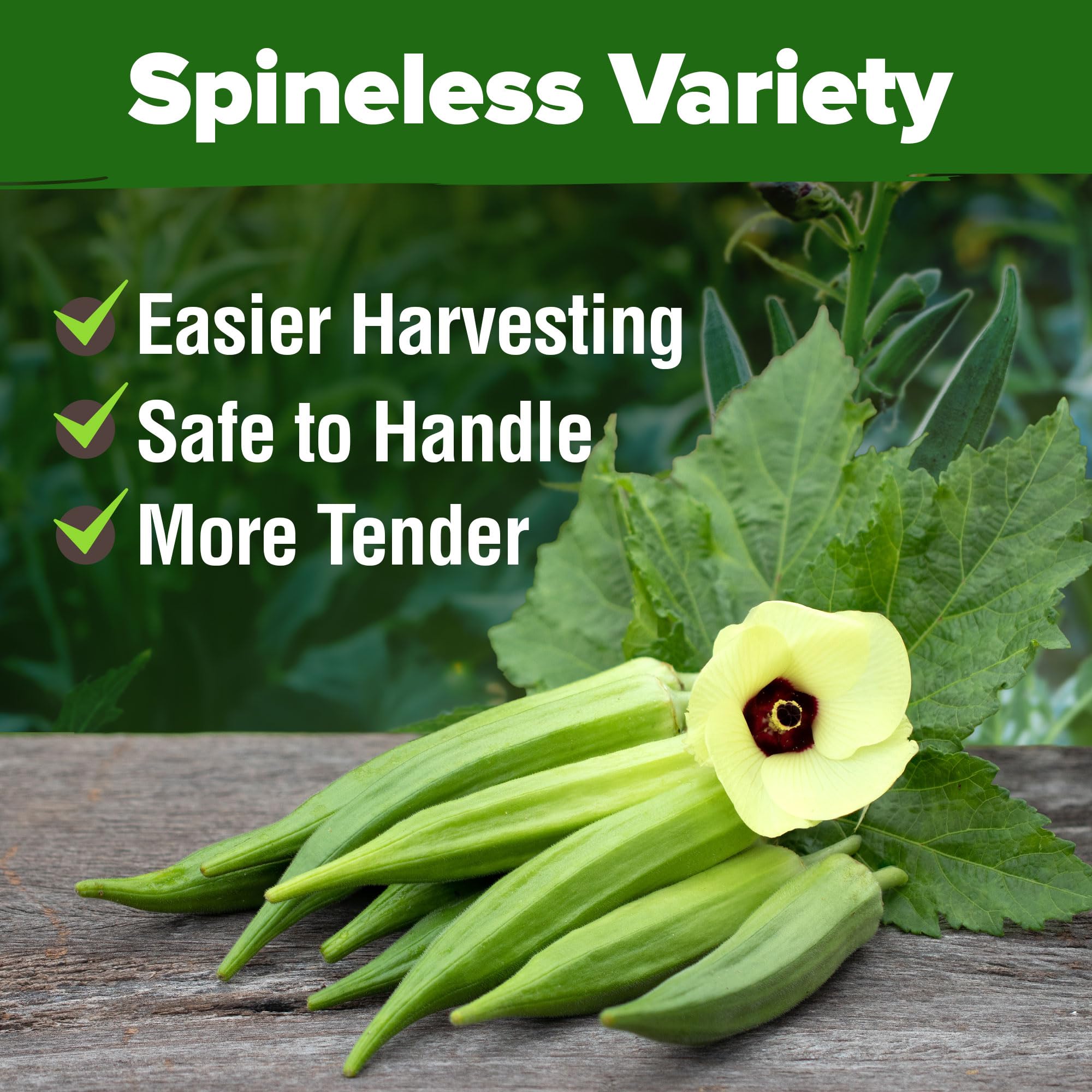 HOME GROWN edible landscape okra plants add tropical beauty and yields