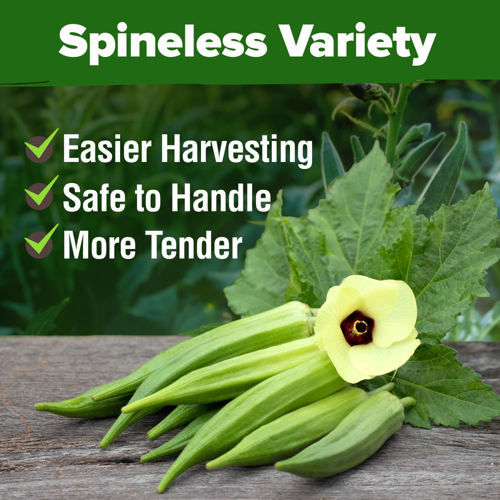 HOME GROWN edible landscape okra plants add tropical beauty and yields