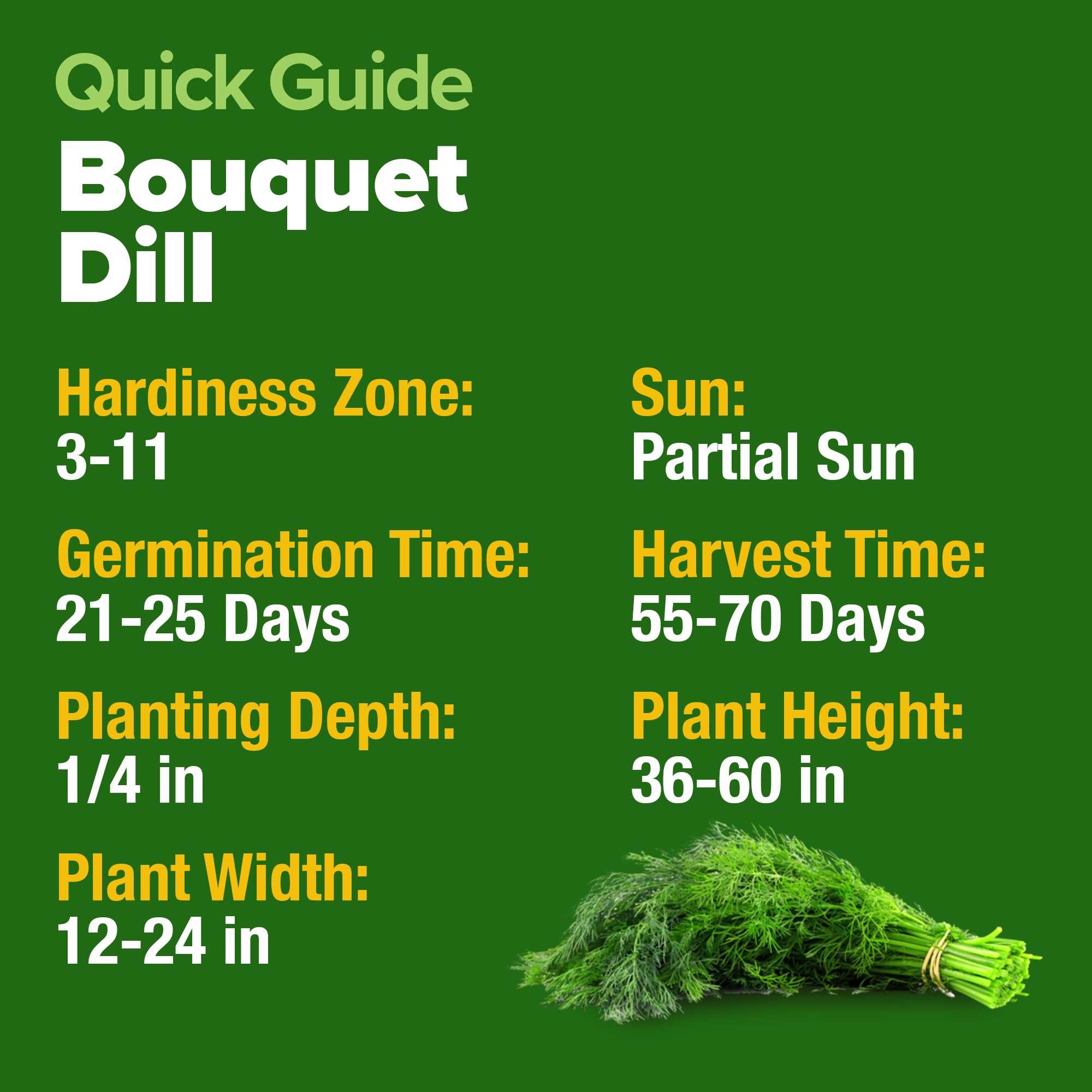 Fresh HOME GROWN dill ready for pickles and salads