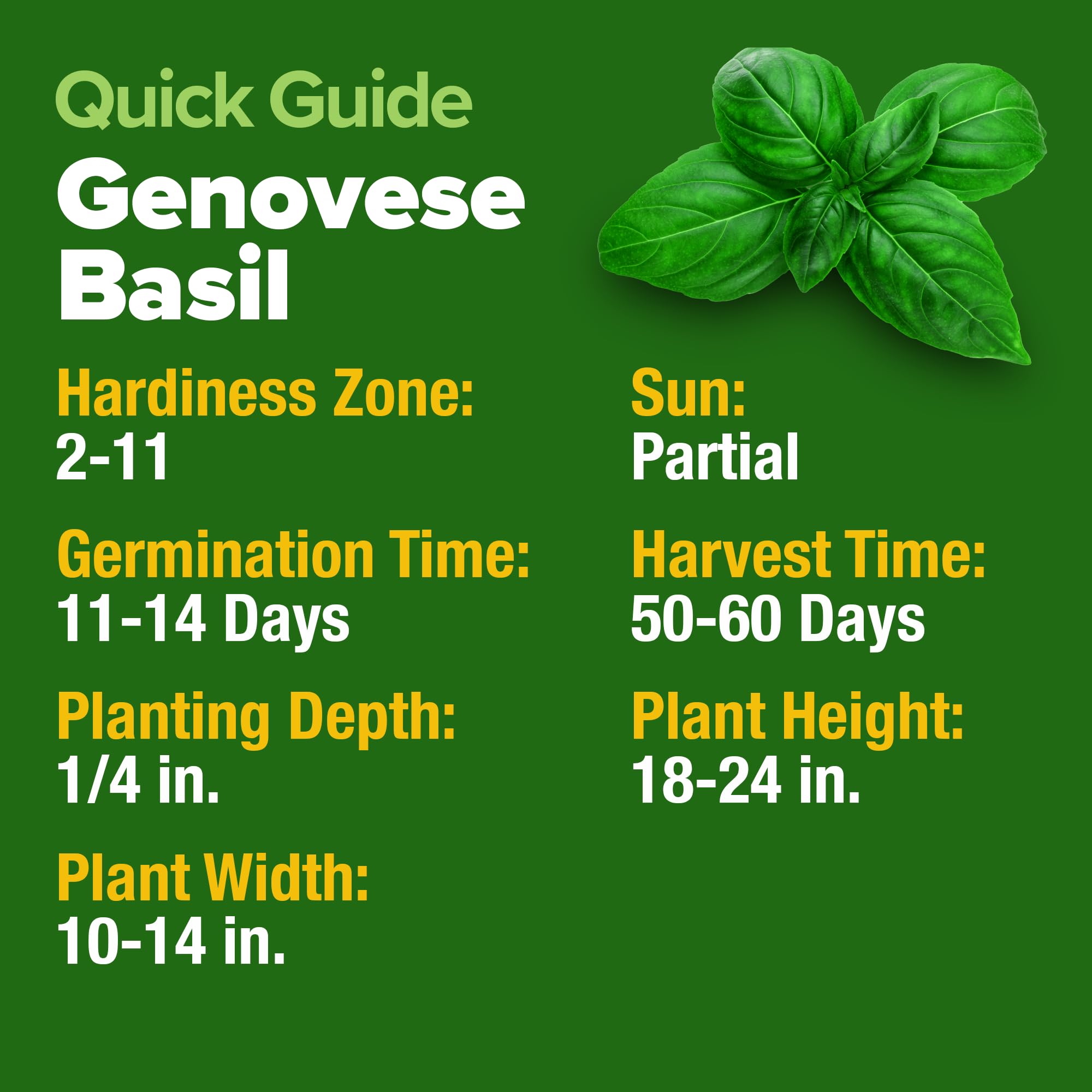 Home Grown Genovese basil seedsCaprese planting with tomatoes for fresh taste.