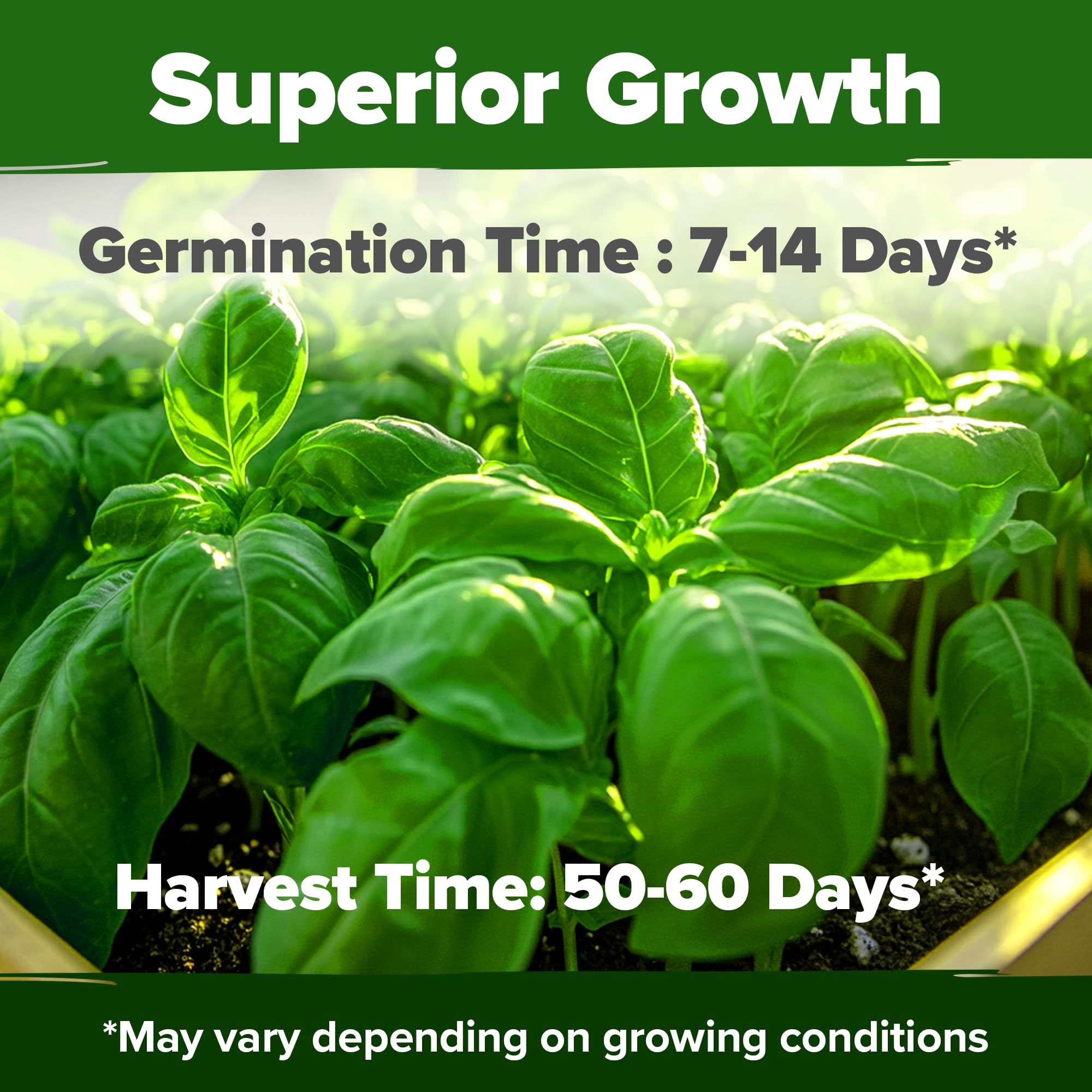 Home Grown Genovese basil seeds for cooking leaves and flavorful dishes.