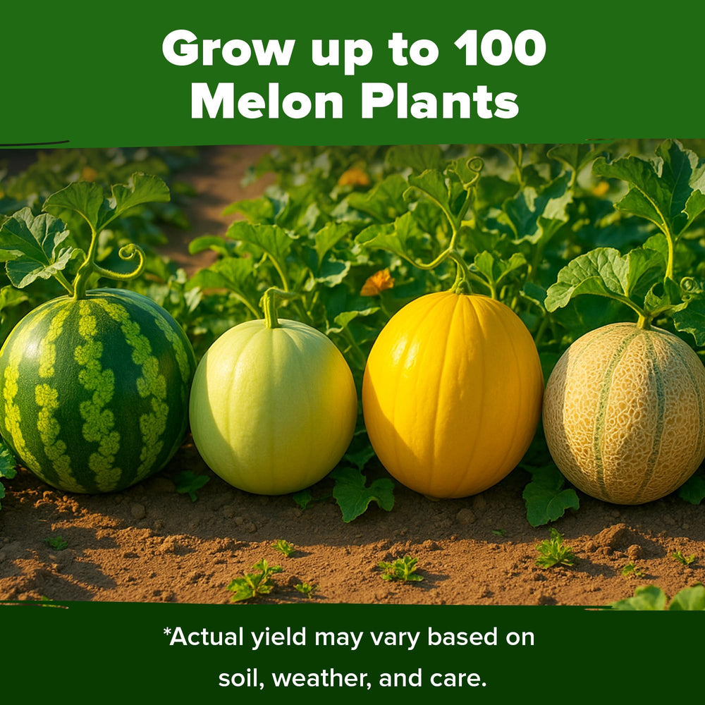 HOME GROWN Hale's Best Cantaloupe flesh closeup, fragrant sweetness for gourmet desserts.