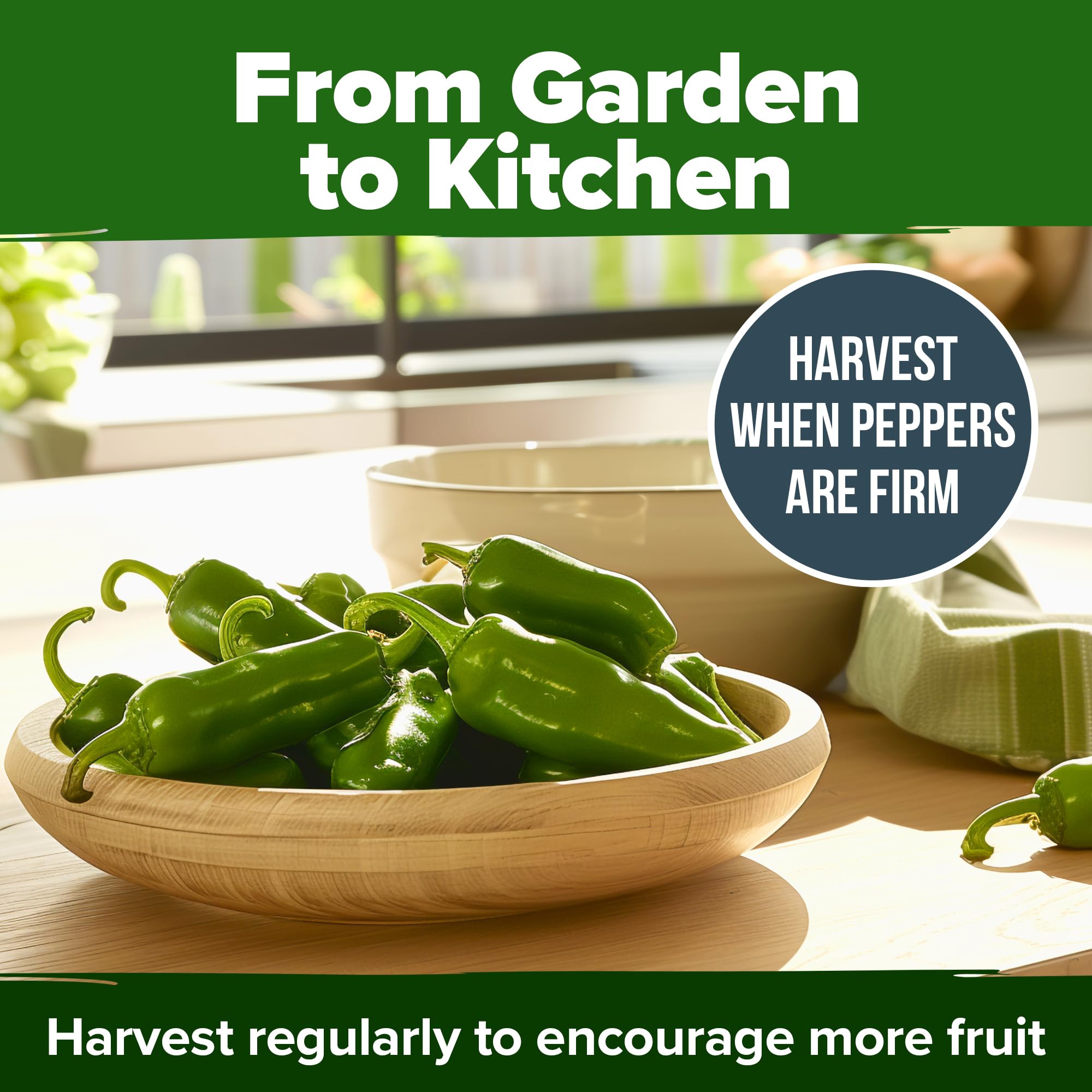 Home Grown jalapeno peppers maturing on the plant for vibrant harvest