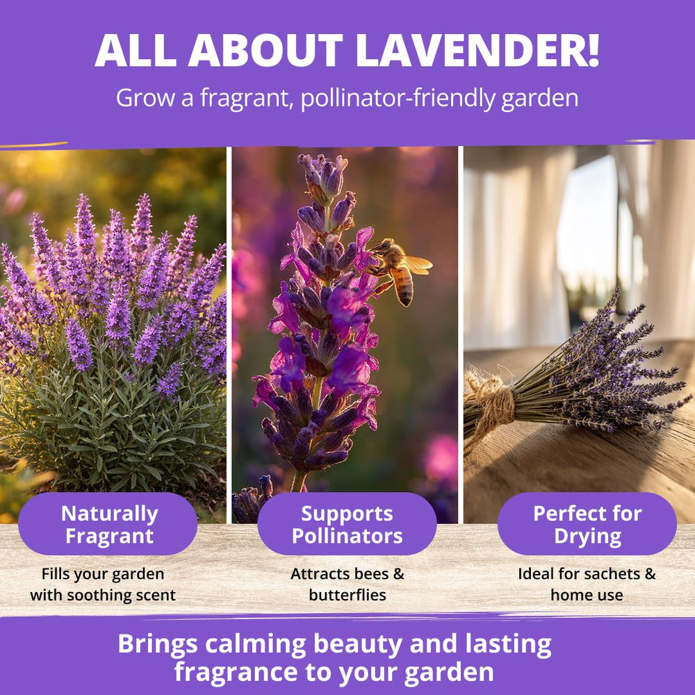 HOME GROWN lavender seeds fragrant bloom close-up highlights aromatic home garden potential