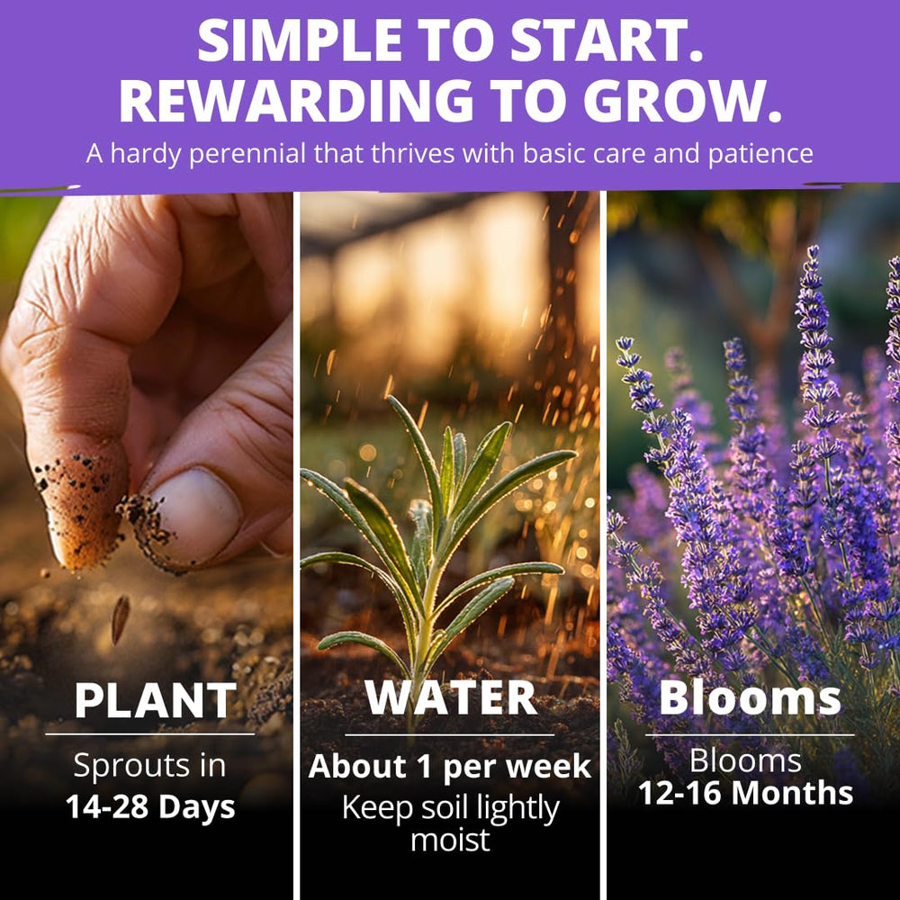 HOME GROWN lavender seeds indoor container garden setup with pots and lush greenery