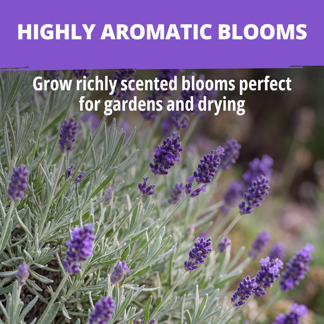 HOME GROWN lavender seeds outdoor border garden ready for sunny beds