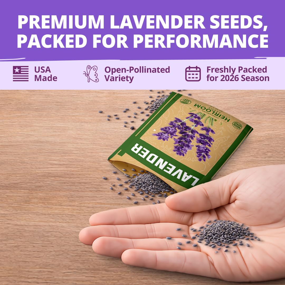 HOME GROWN lavender seeds winter stratification image shows fridge wake-up process