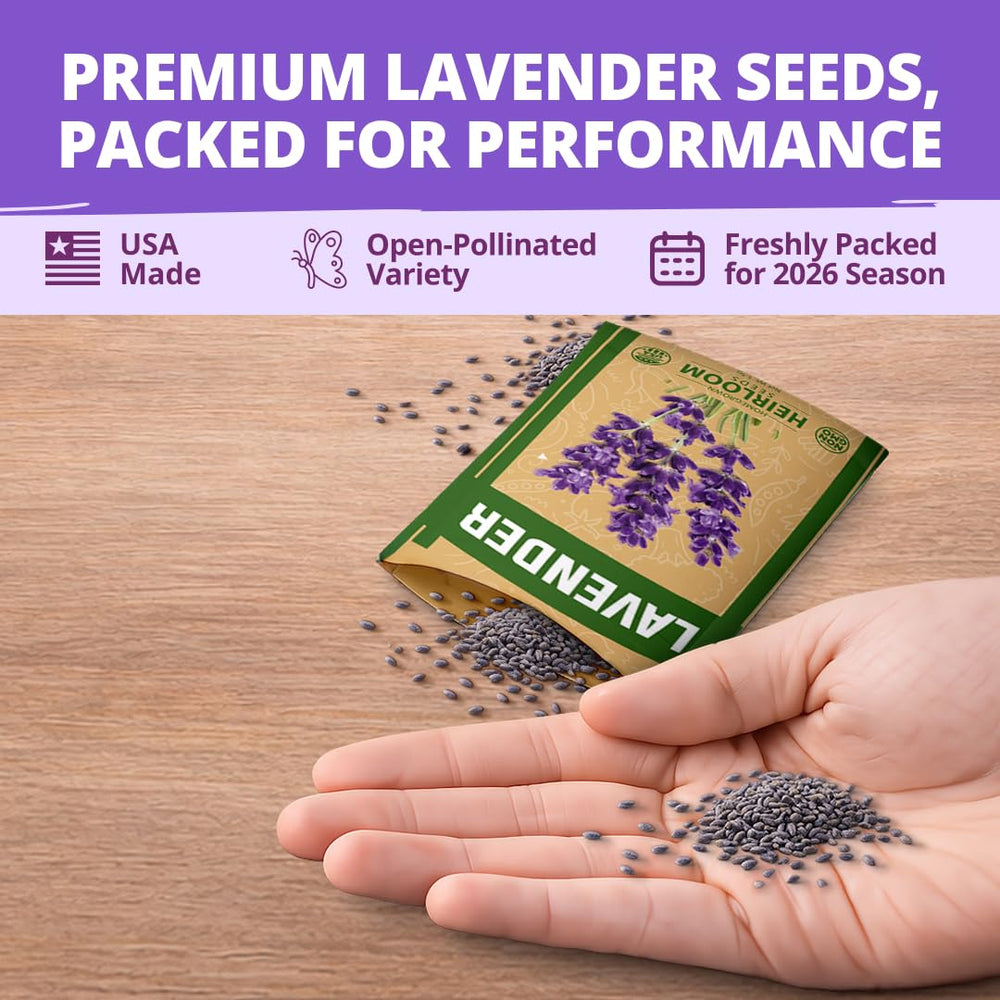 HOME GROWN lavender seeds winter stratification image shows fridge wake-up process