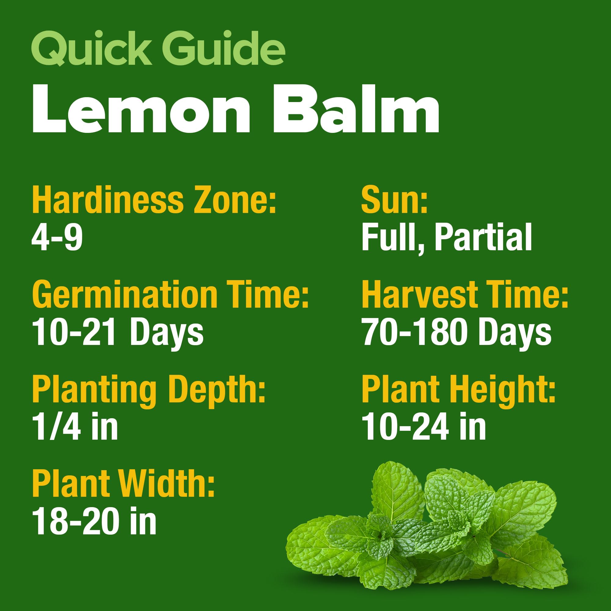 HOME GROWN Lemon Balm Seeds garden-fragrance enriches outdoor beds.