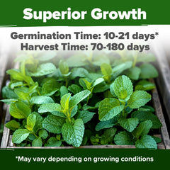 HOME GROWN Lemon Balm Seeds surface-sown germination yields fast, healthy sprouts.