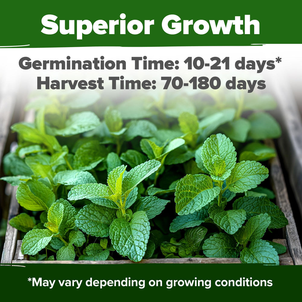 HOME GROWN lemon balm seeds spread on soil, ready for quick germination in containers.