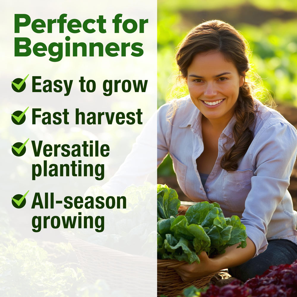 HOME GROWN Lettuce Seeds Bibb heads forming tender leaves.