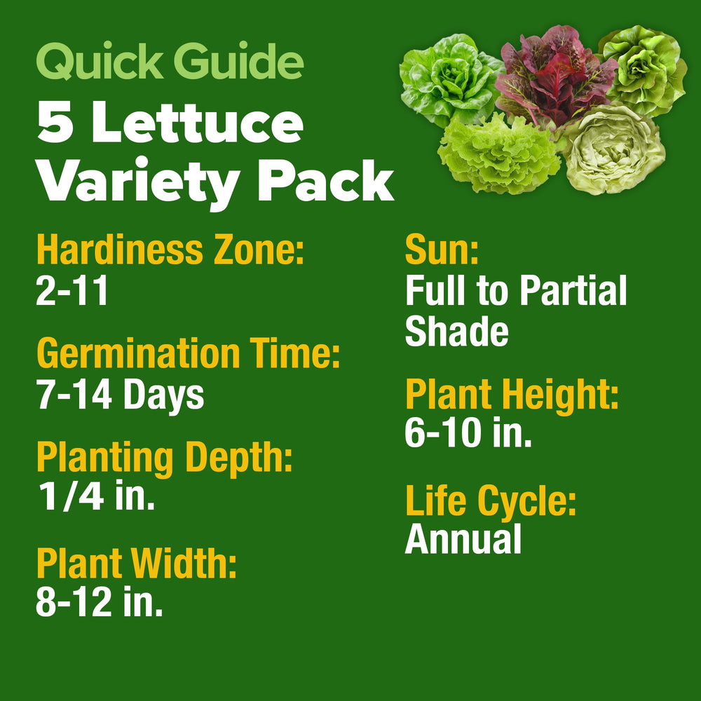 HOME GROWN Lettuce Seeds Buttercrunch developing crisp heads.