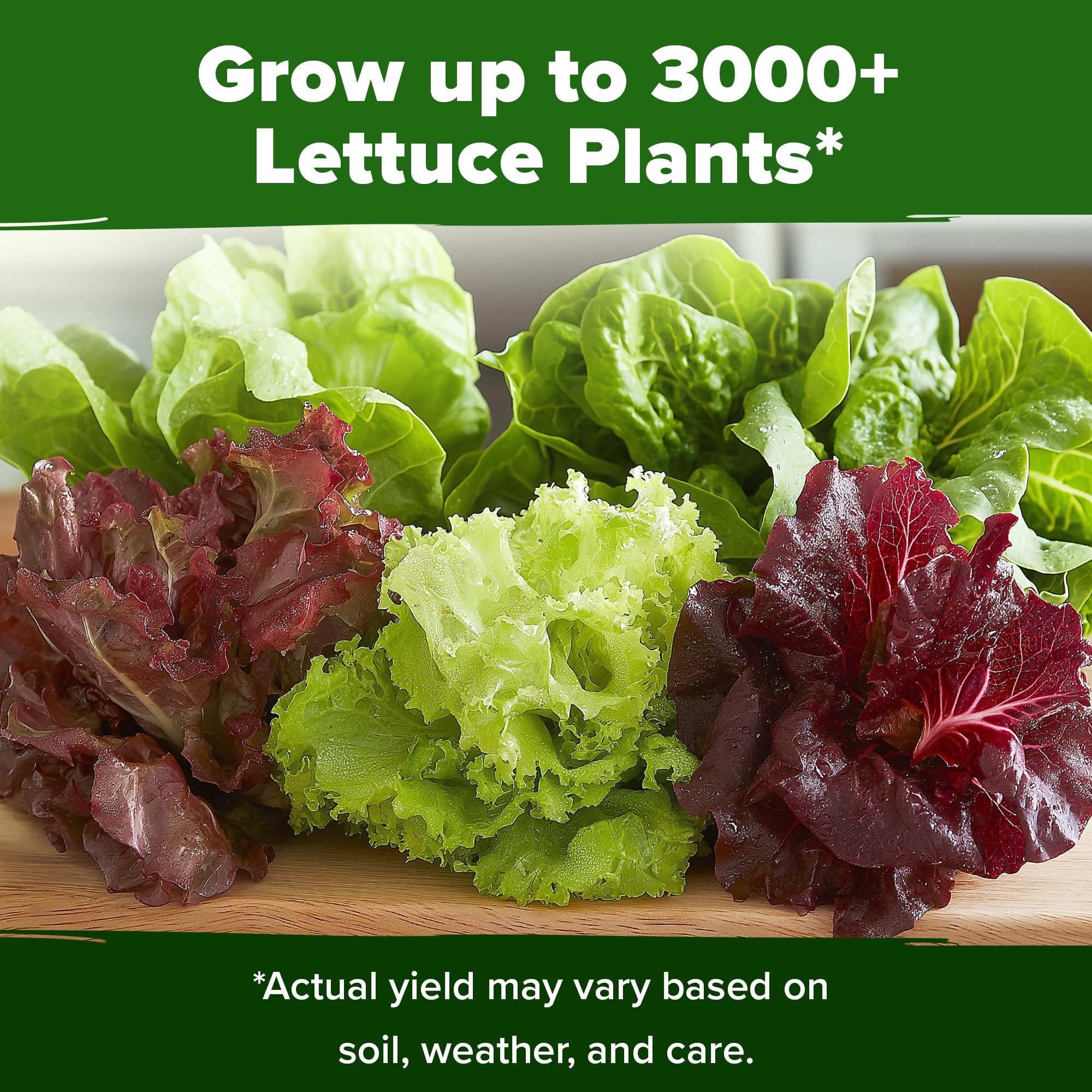 HOME GROWN Lettuce Seeds Iceberg for crisp, refreshing bowls.