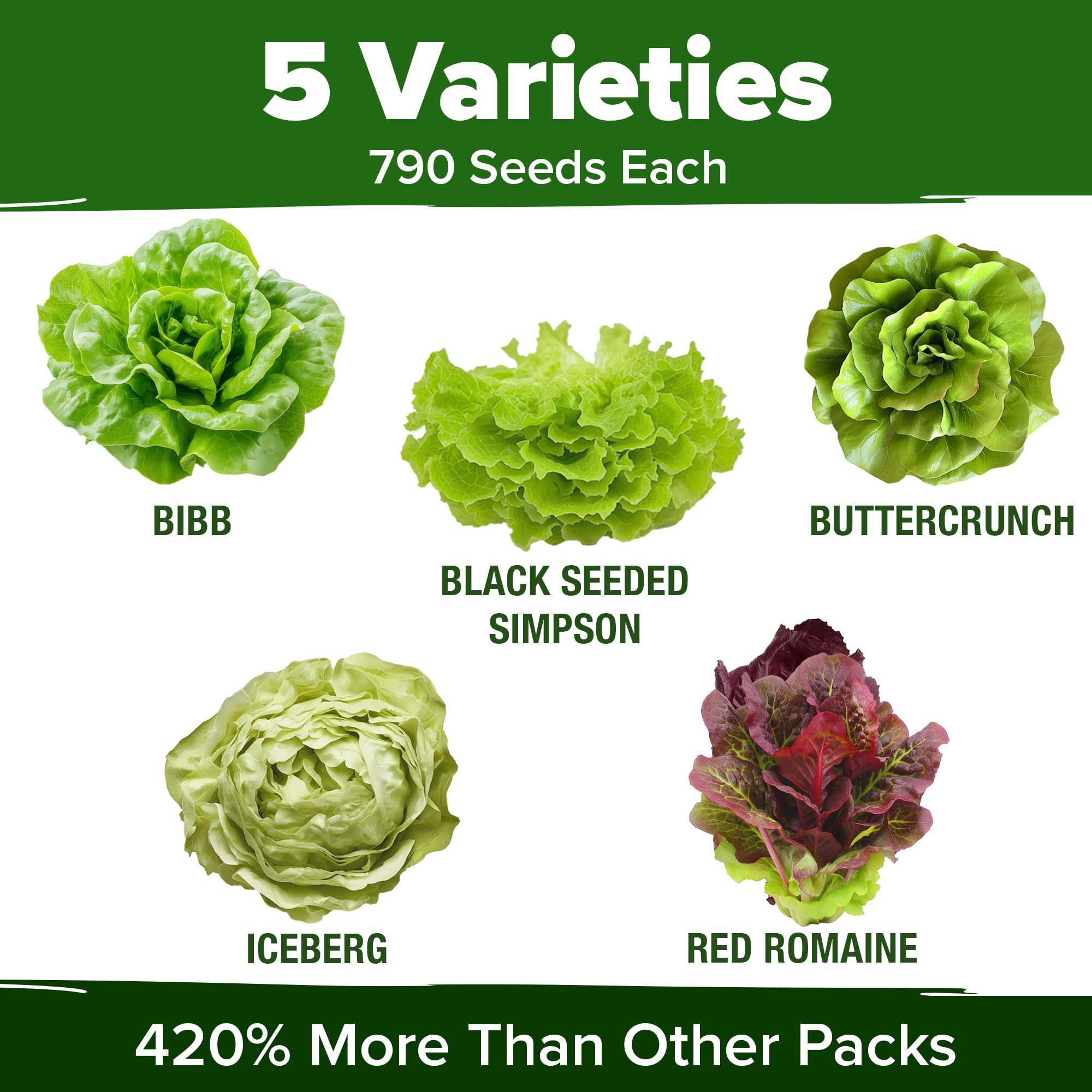 HOME GROWN Lettuce Seeds Red Romaine vibrant greens for wraps.