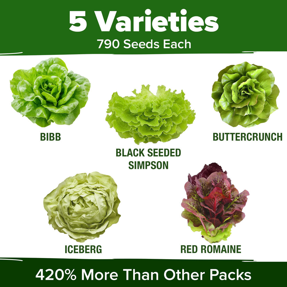 HOME GROWN Lettuce Seeds Red Romaine vibrant greens for wraps.