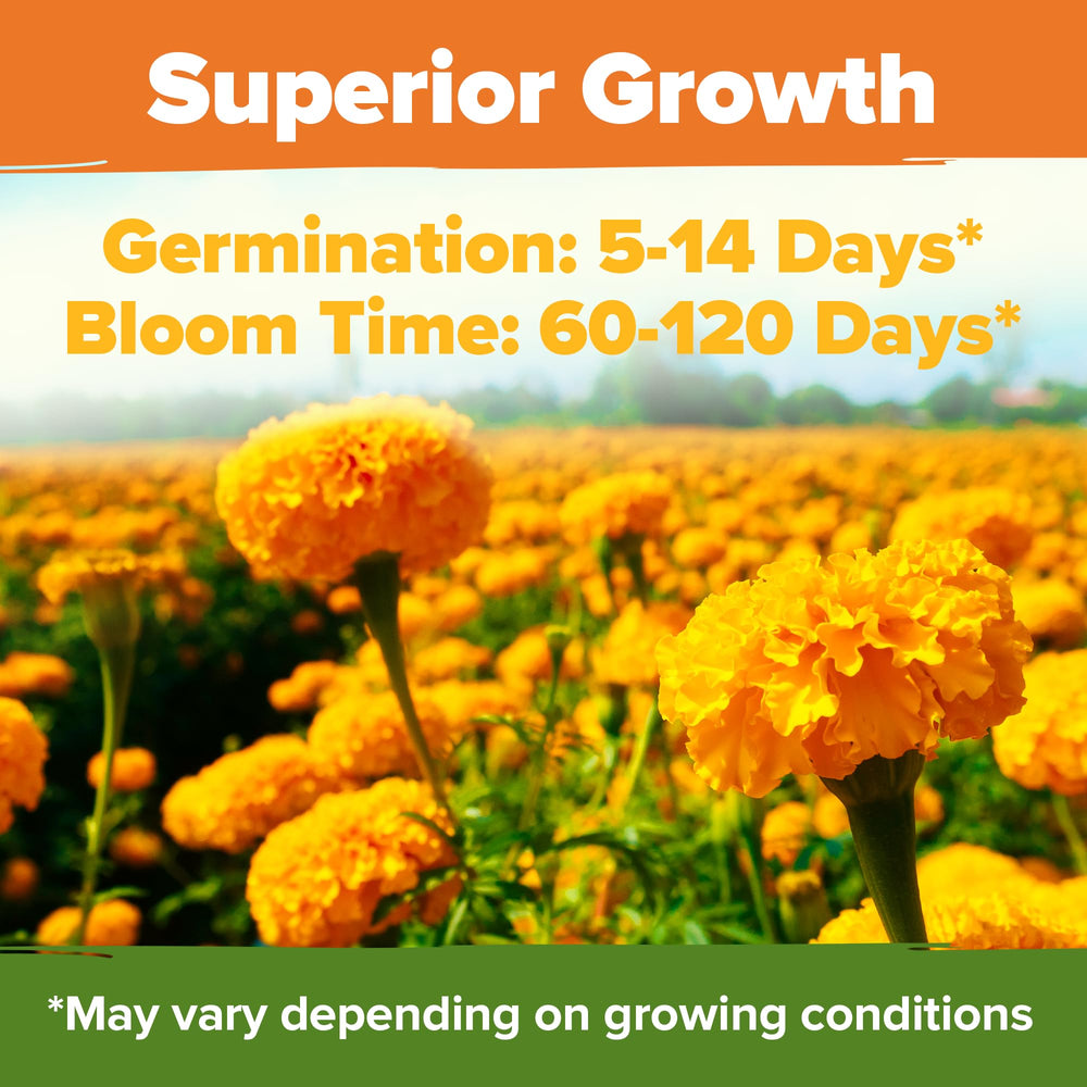 HOME GROWN Crackerjack marigold beds deter pests while beautifying the garden.