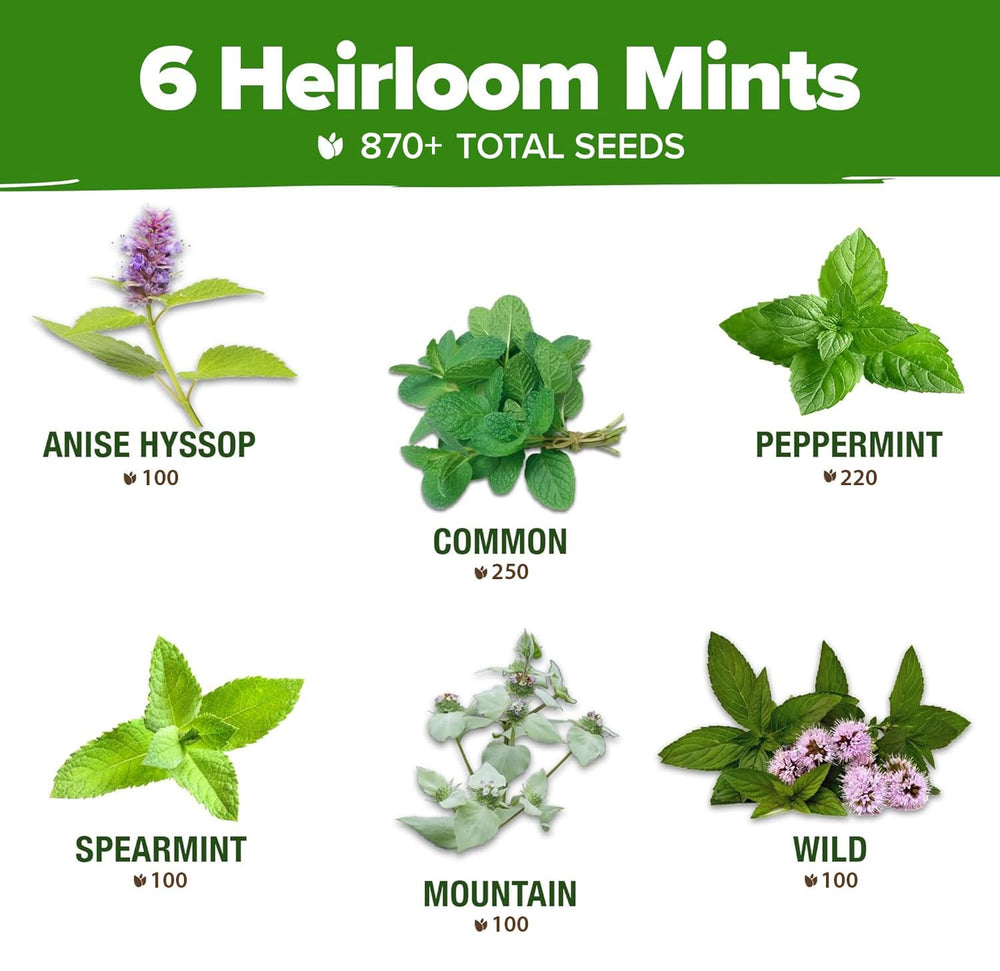 HOME GROWN Mint seeds germination guidance preview for beginner gardeners