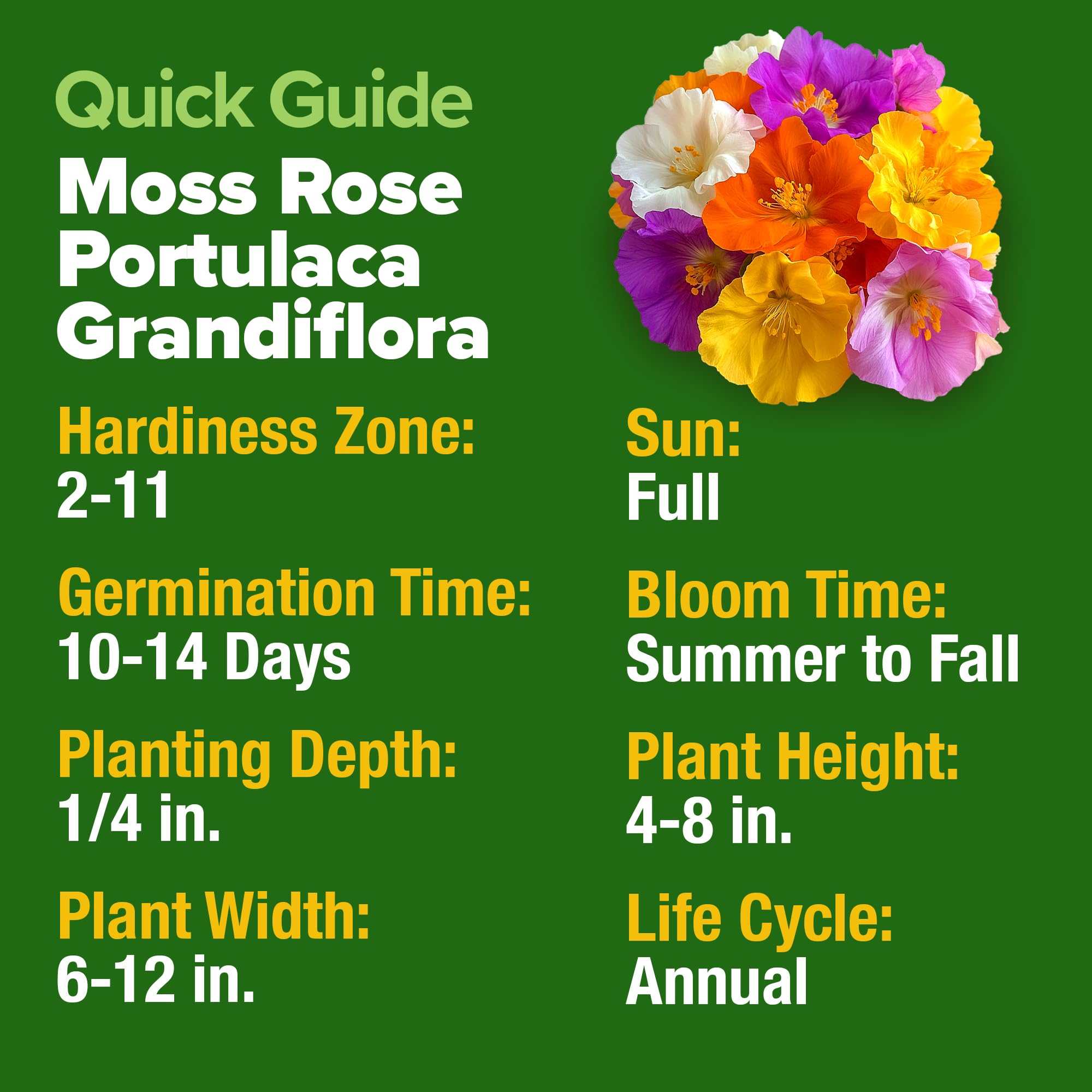 Home Grown Moss Rose full bed color demonstrates dramatic ground cover