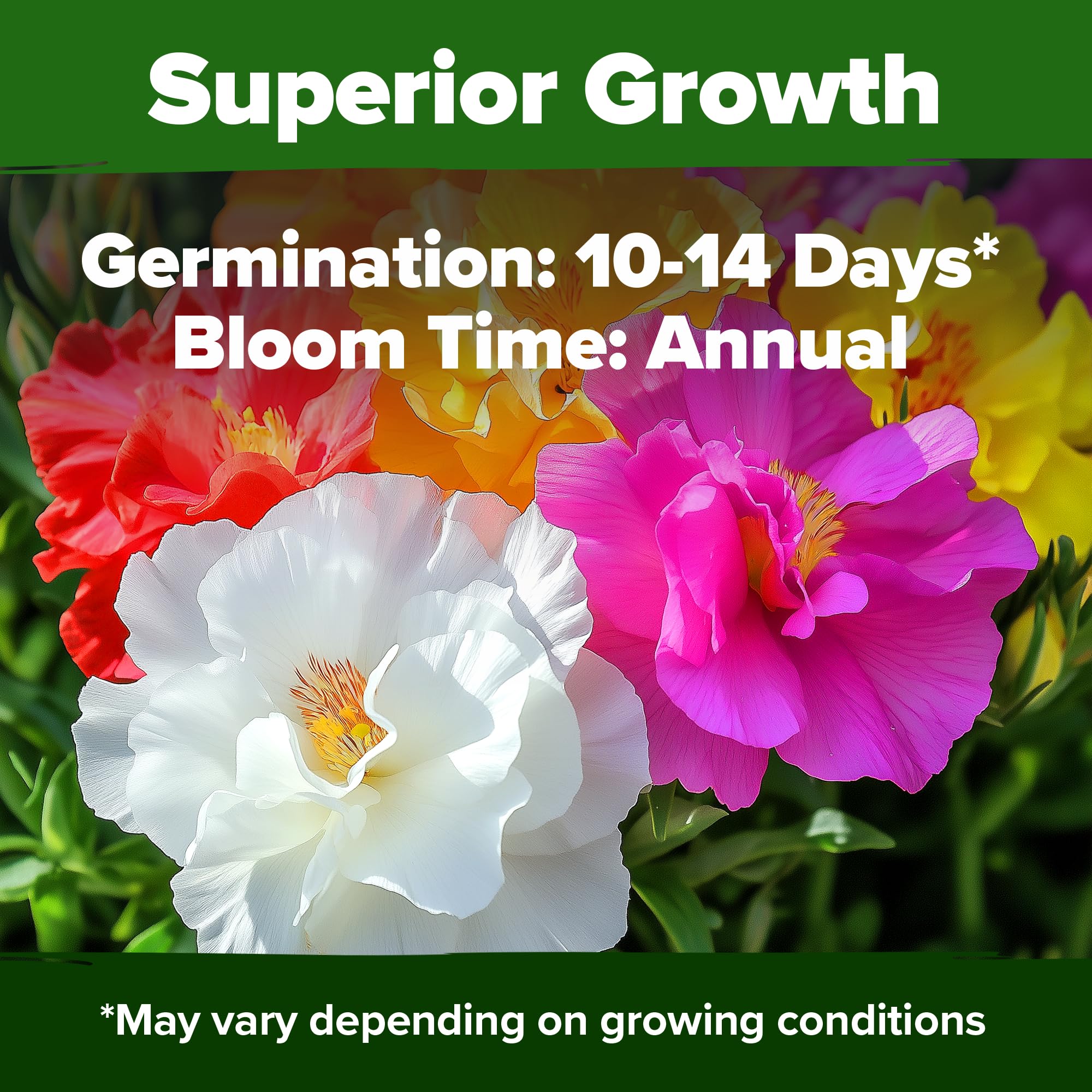 Home Grown Moss Rose quick germination ensures rapid color in beds