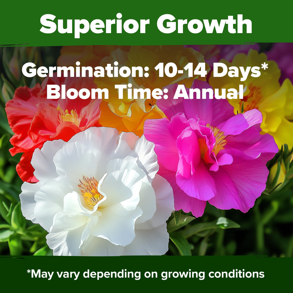 Home Grown Moss Rose quick germination ensures rapid color in beds