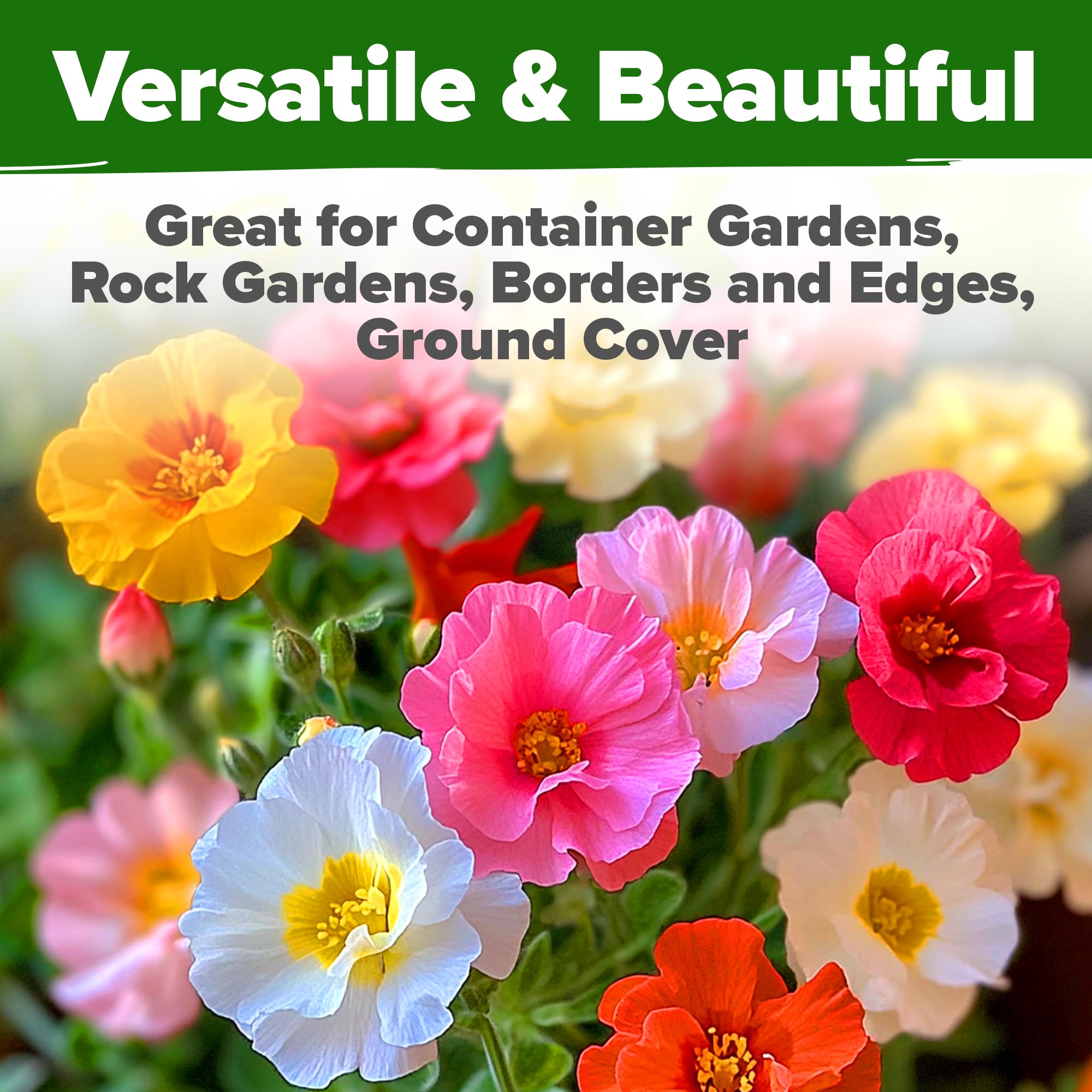 Home Grown Moss Rose drought-tolerant ground cover saves watering time