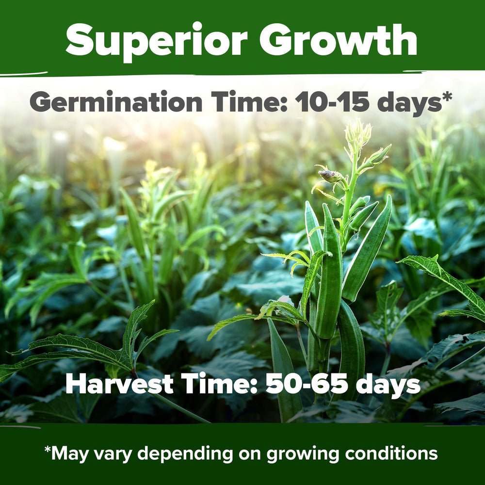 HOME GROWN okra seeds germination guide showing how to achieve steady sprouts