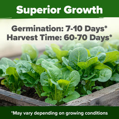 HOME GROWN Parris Island Romaine germination close-up shows strong sprouting potential.