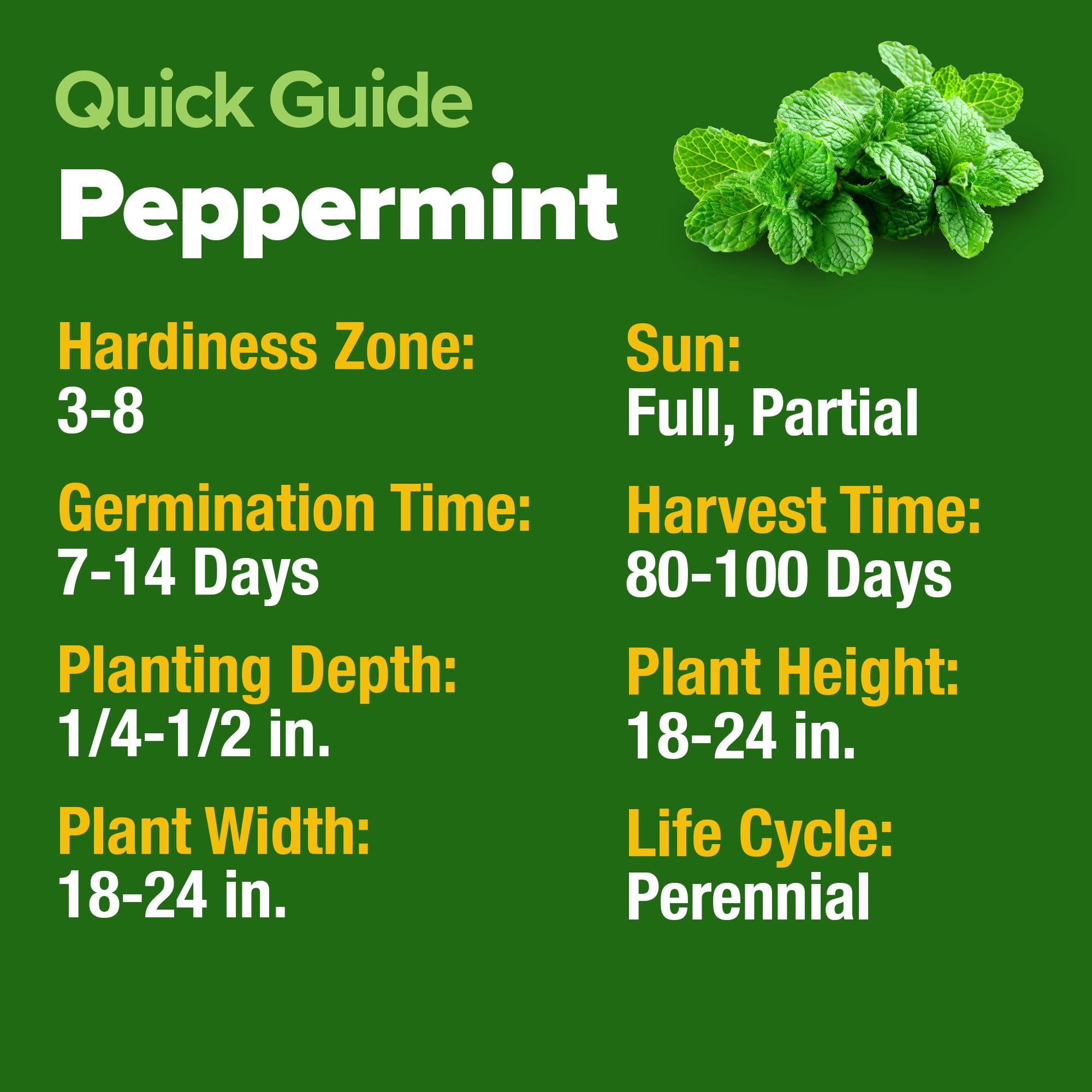HOME GROWN peppermint seed packet open with growing instructions included.