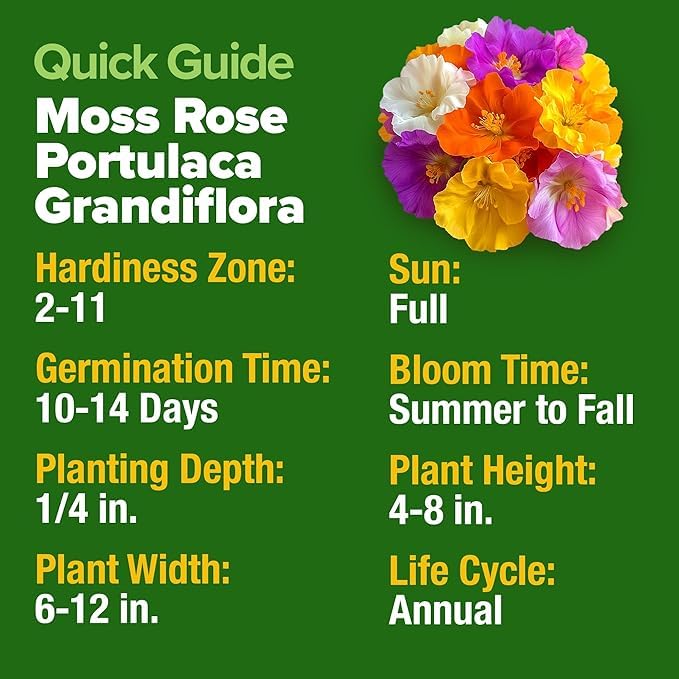 HOME GROWN Portulaca grandiflora thrives in sunlit beds for drought tolerance