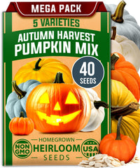 HOME GROWN 5-variety pumpkin seeds pack for planting and flavorful harvest
